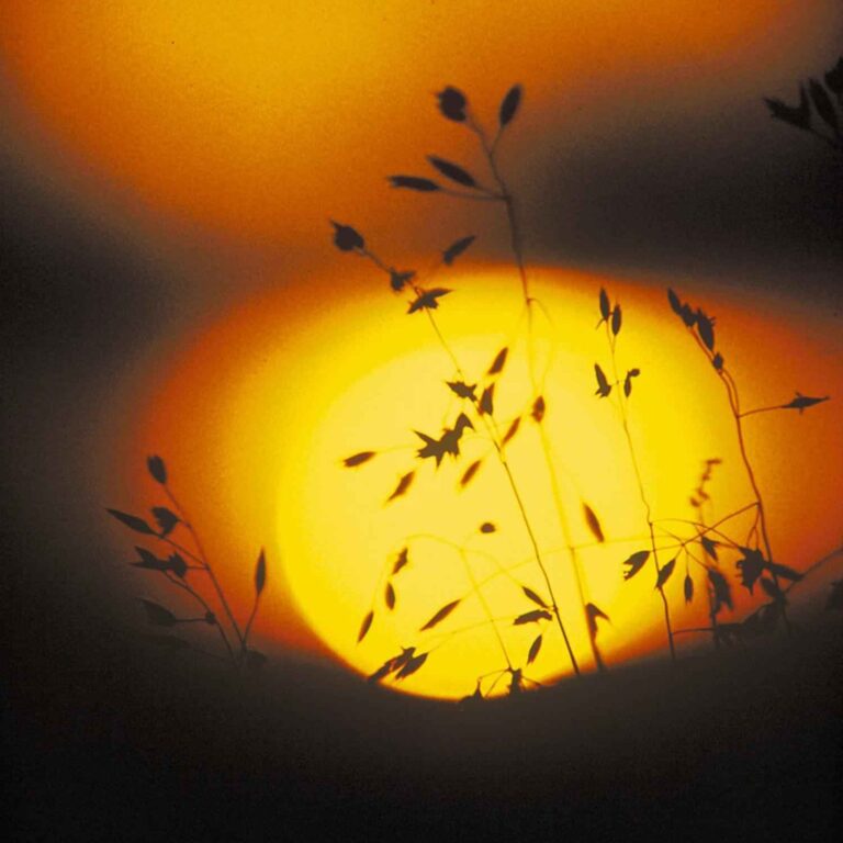 Gräser vor einer Abendsonne.